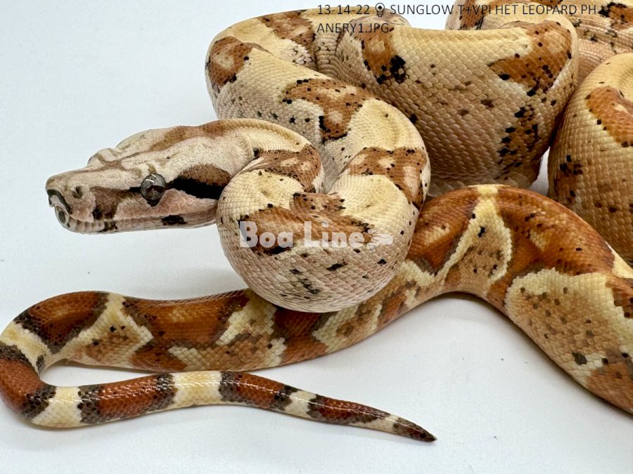 SUNGLOW T+VPI HET LEOPARD PH ANERY